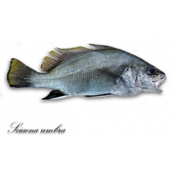 corvina