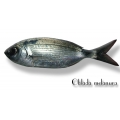 occhiata